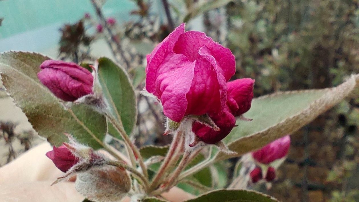 Яблоня Автора