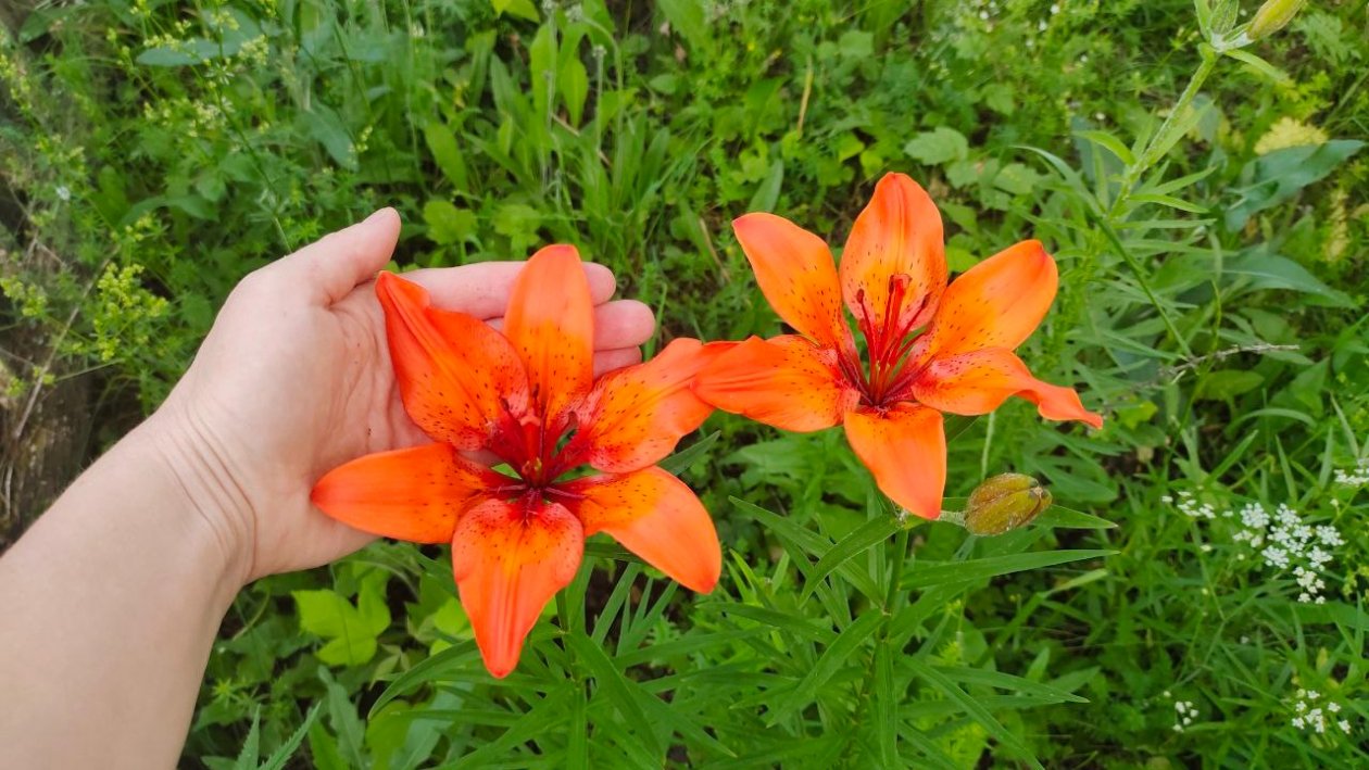 Лилии Автора