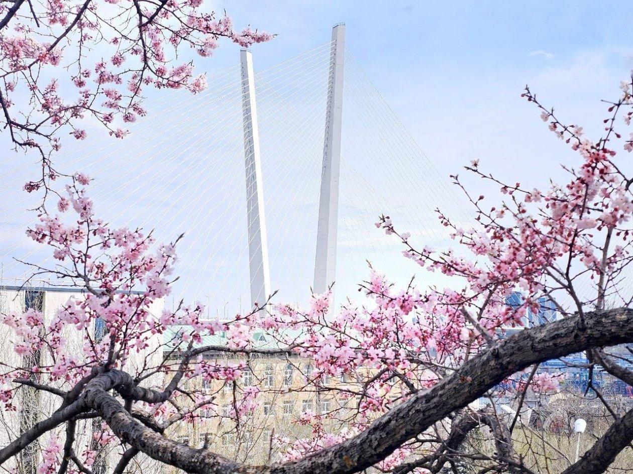 В дыме сакуры  Александра Карпцова