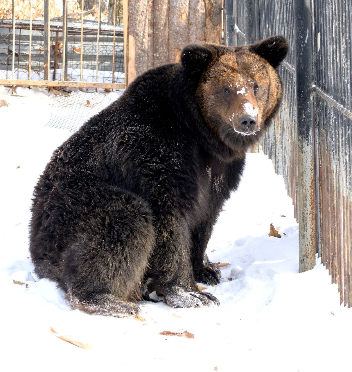 В хабаровском зоосаде в первый день весны проснулись косолапые Зоосад &quotПриамурский&quot им. В.П. Сысоева
