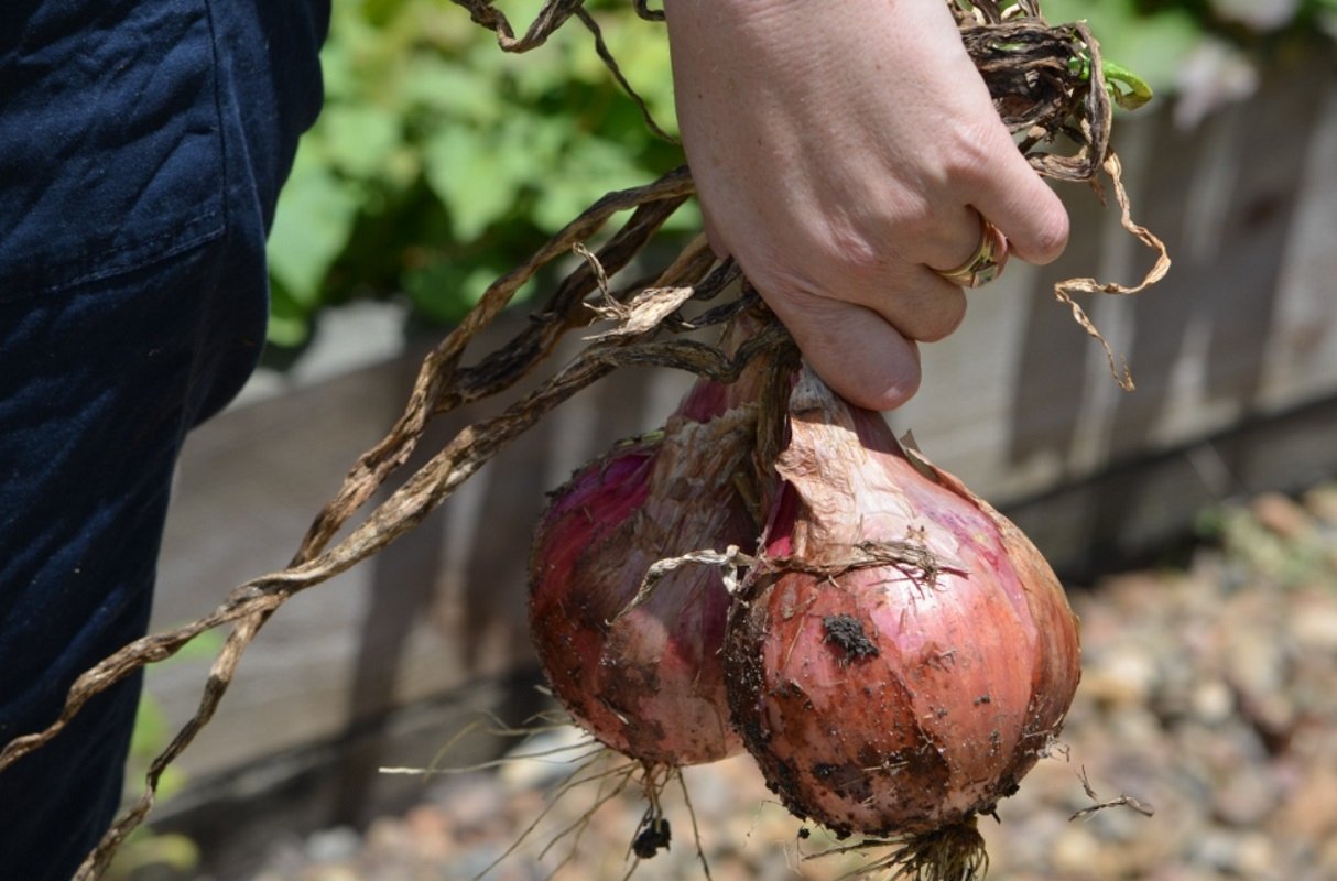 Тематическое фото pxhere.com