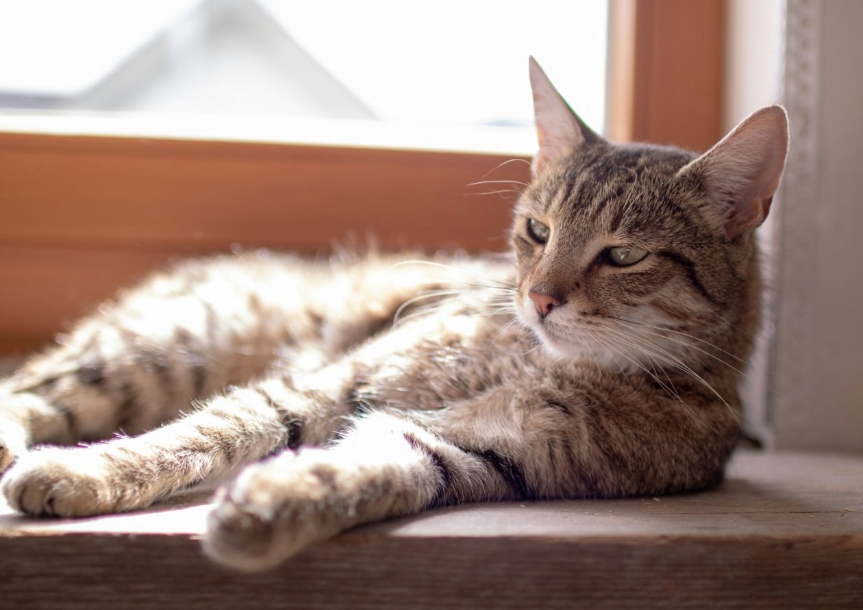 Не успеют даже поседеть: 3 породы кошек, которые живут не больше 6 лет Pascal Pfefferle/unsplash