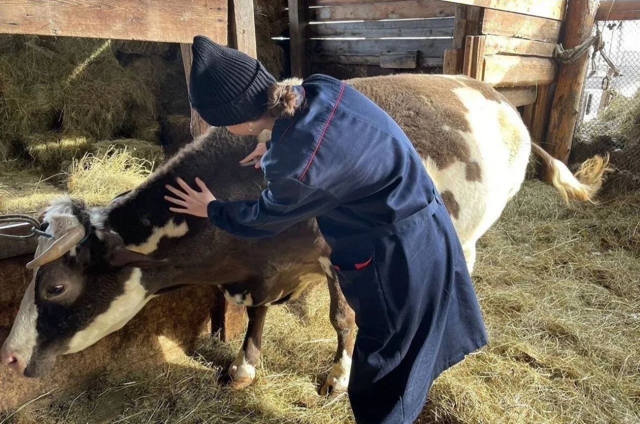 Ветеринары вакцинируют более 343 тысяч голов скота в Приангарье за полгода Пресс-служба правительства Иркутской области