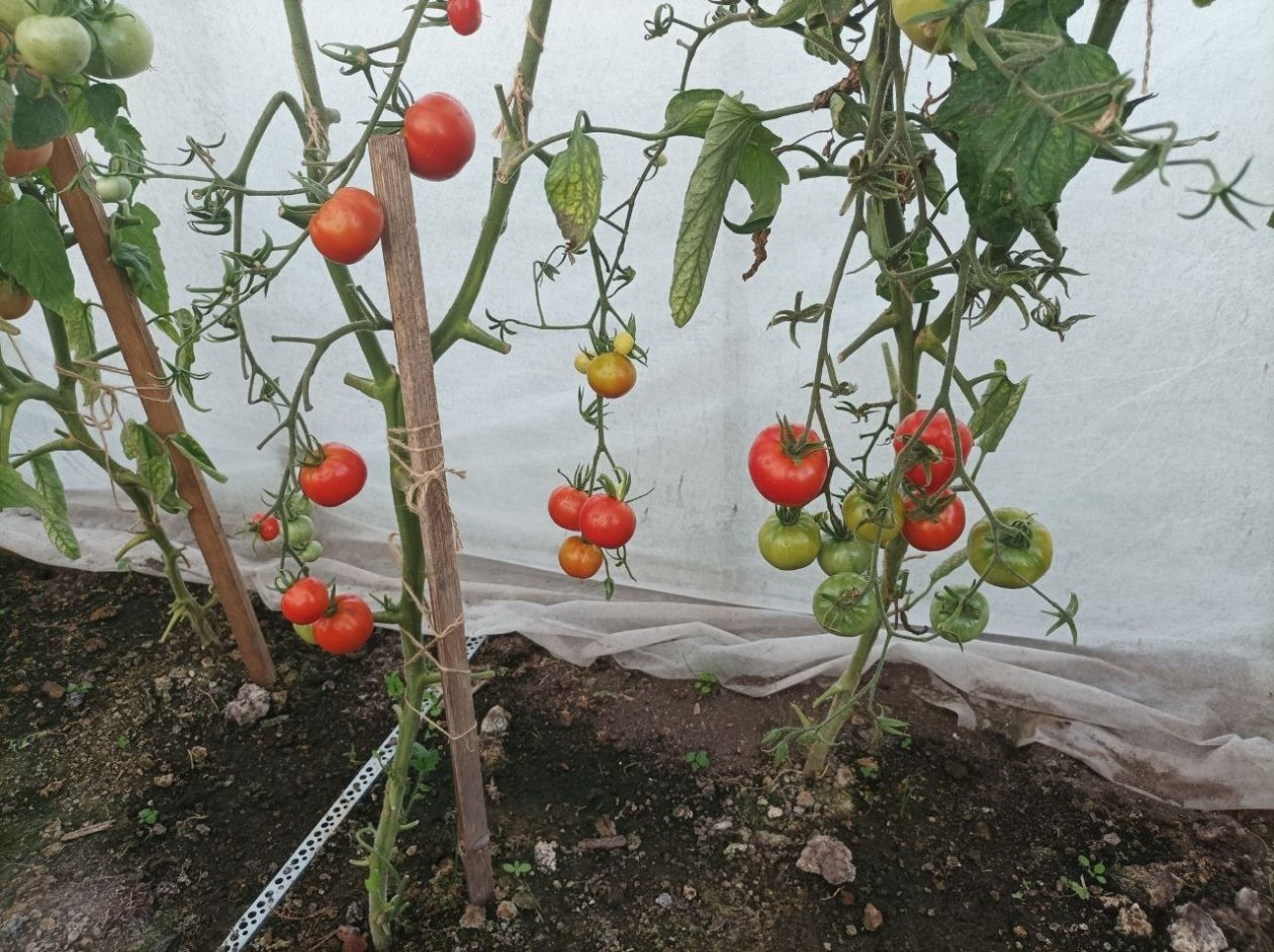 Тематическое фото Фото автора