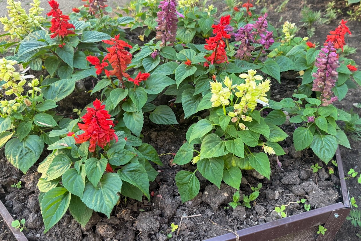 Рассыпаю семена по снегу в марте — и получаю крепкие цветы и пышные клумбы Кудрявцева М. П., ИА UssurMedia.ru