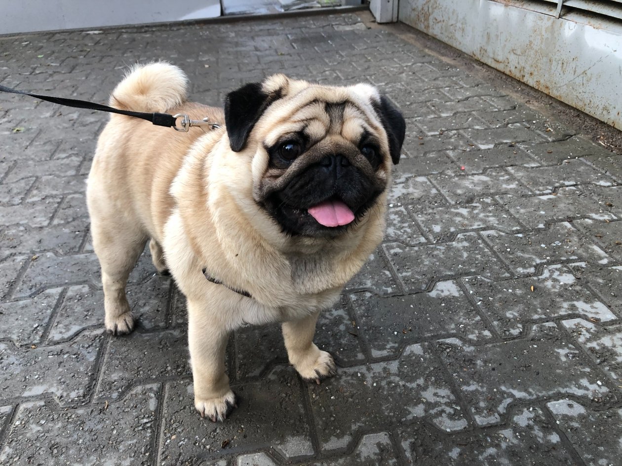 Ласковые породы собак — живые антидепрессанты для души Артем Дубенчук