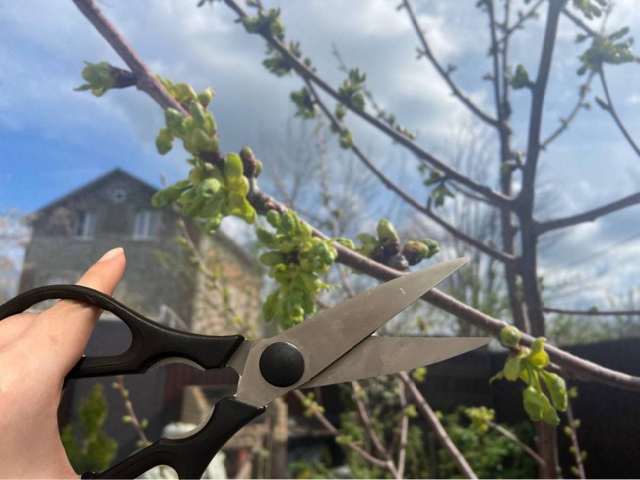 Обрезаю вишню по самый пенек: весной делаю именно так - и урожай радует каждый год ИА KrasnodarMedia