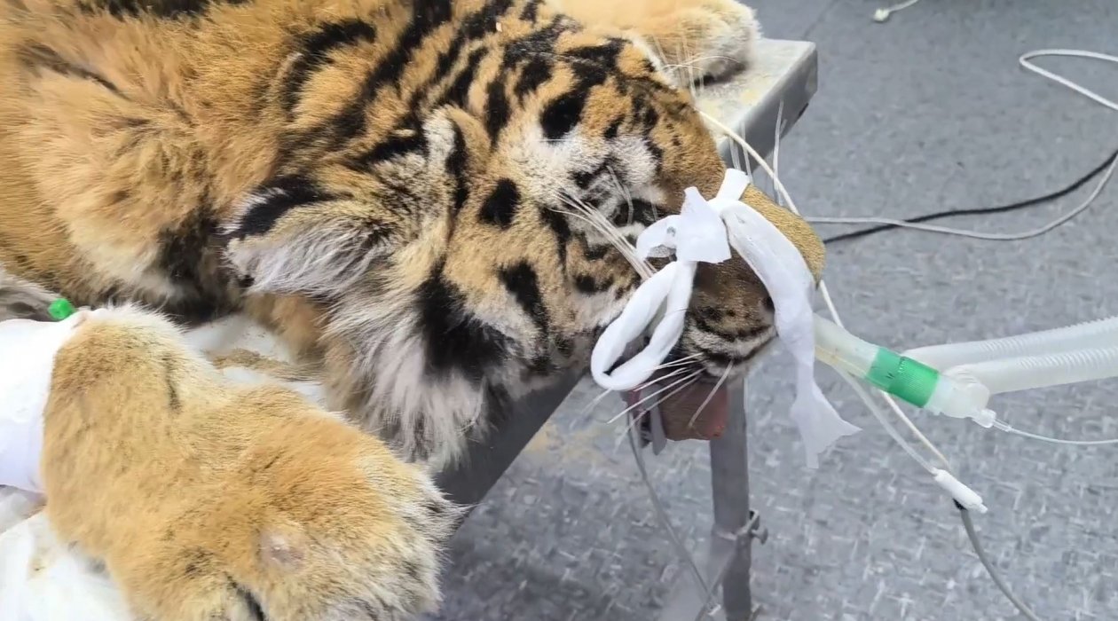 скриншот видео центр Тигр