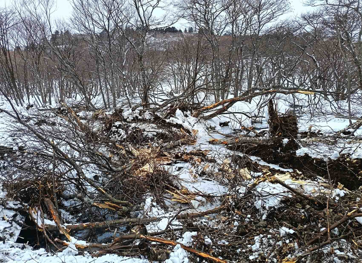 Поваленные деревья на ООПТ пресс-служба ФГБУ &quotГосударственный заповедник &quotКурильский&quot