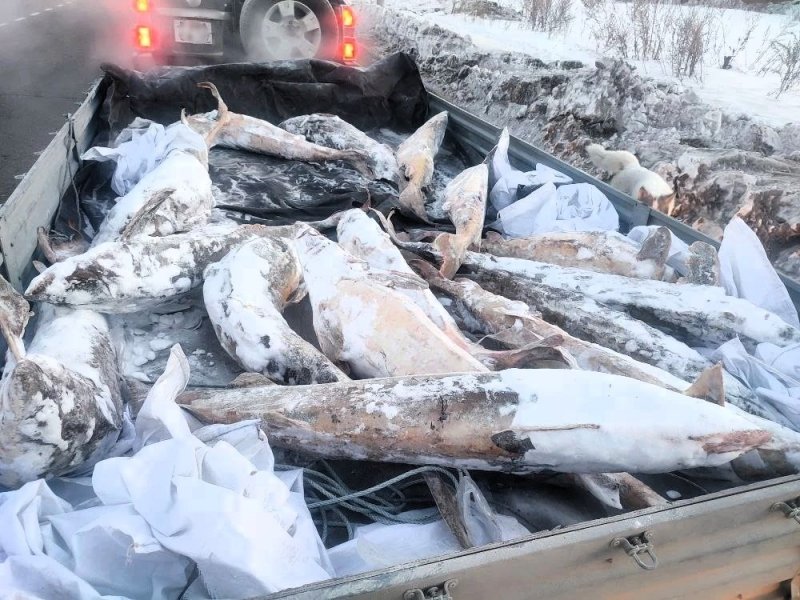Краснокнижную рыбу пытался провести в багажнике водитель из Комсомольска-на-Амуре Пресс-служба УМВД России по Хабаровскому краю