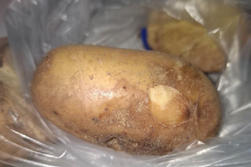 Картофель Управления Россельхознадзора по Забайкалью