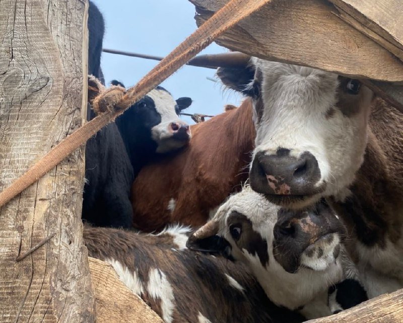 Коровы Управления Россельхознадзора по Забайкалью