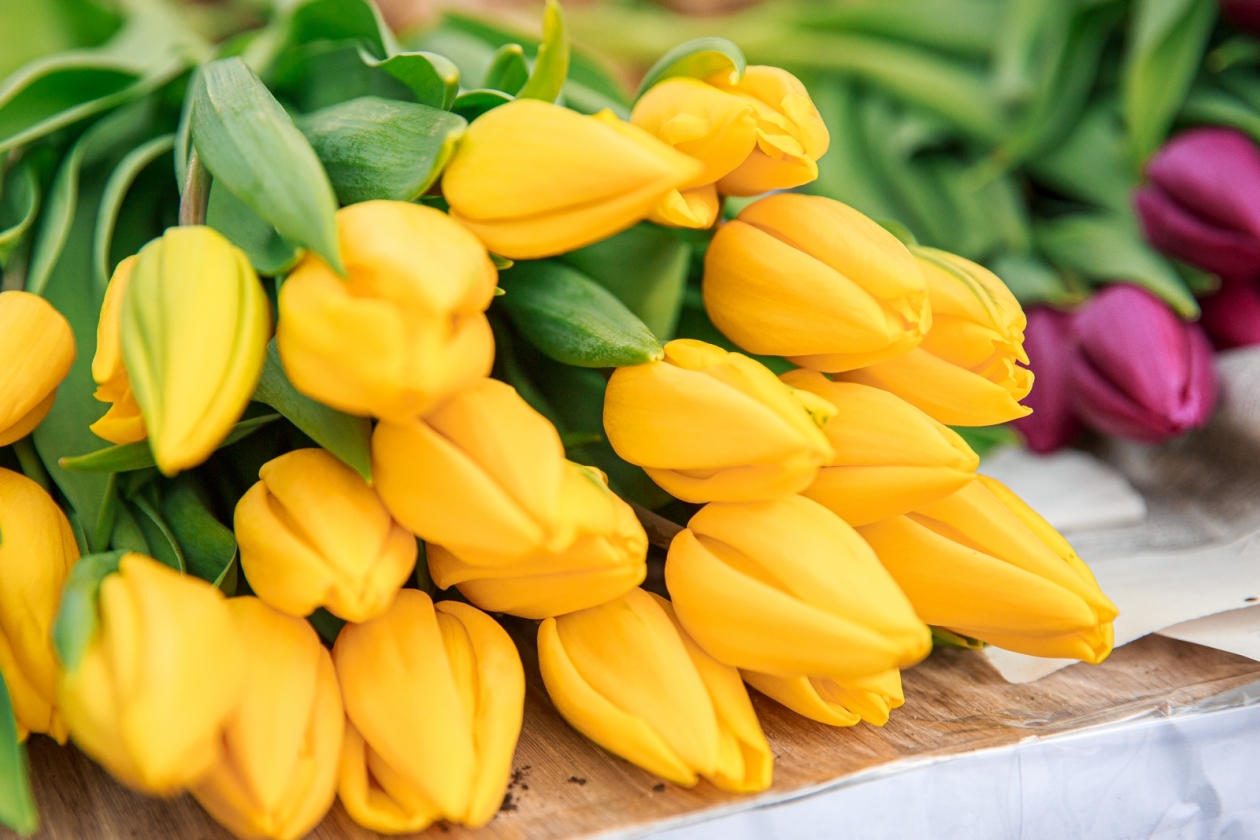 тюльпаны Илья Аверьянов, ИА PrimaMedia