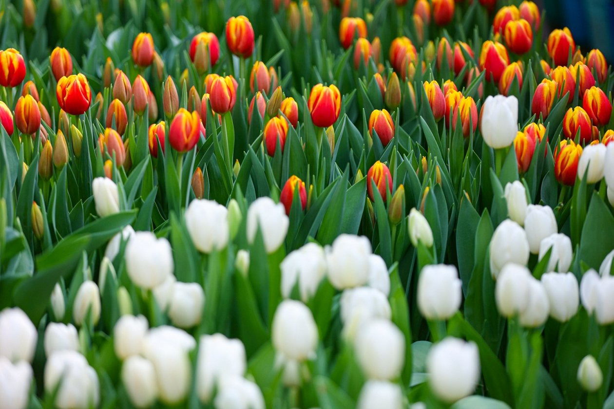 Тюльпаны Илья Аверьянов, ИА PrimaMedia.ru