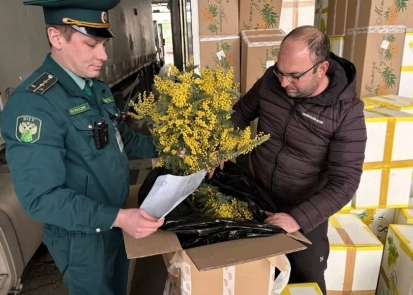 Более 300 тонн мимозы ввезли из Абхазии через Кубань к 8 Марта Сочинская таможня