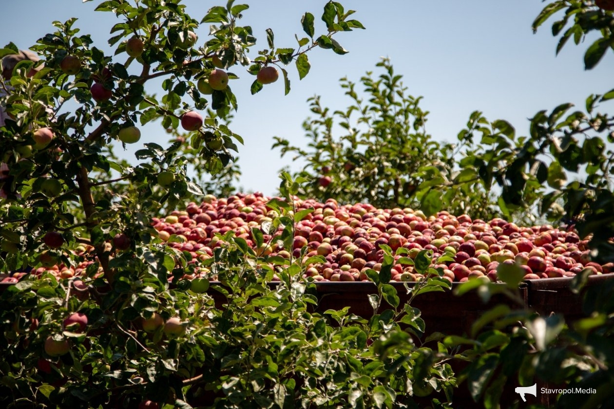 Сад с яблонями на шпалерах заложат в Новоалександровском округе Ставрополья ИА Stavropol.Media