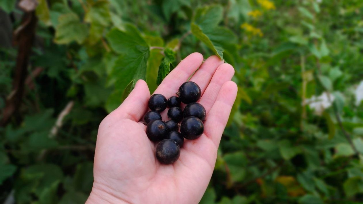 Эти сорта смородины крупнее вишни и слаще меда — ягоды-гиганты с десертным вкусом Автора