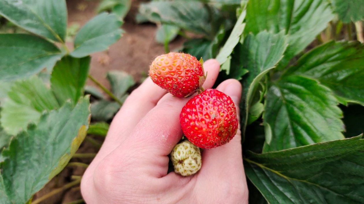 Клубника Автора