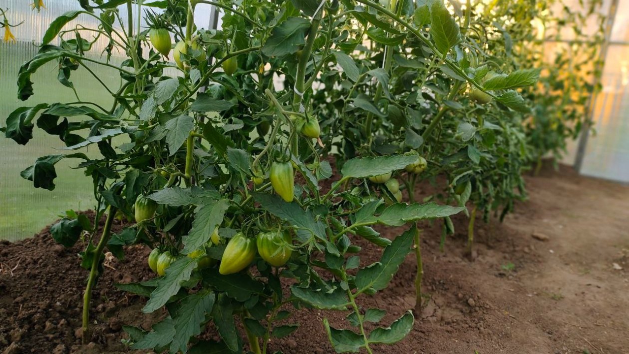 Томаты Автора