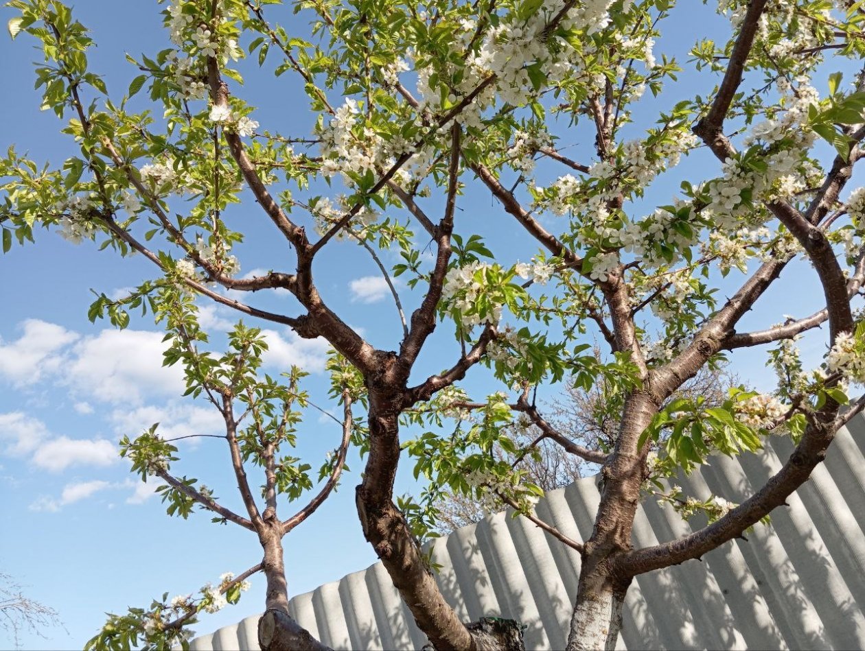 Вишне весной — обязательно: четкая схема подкормки плодового дерева, ягод будет море ИА KrasnodarMedia