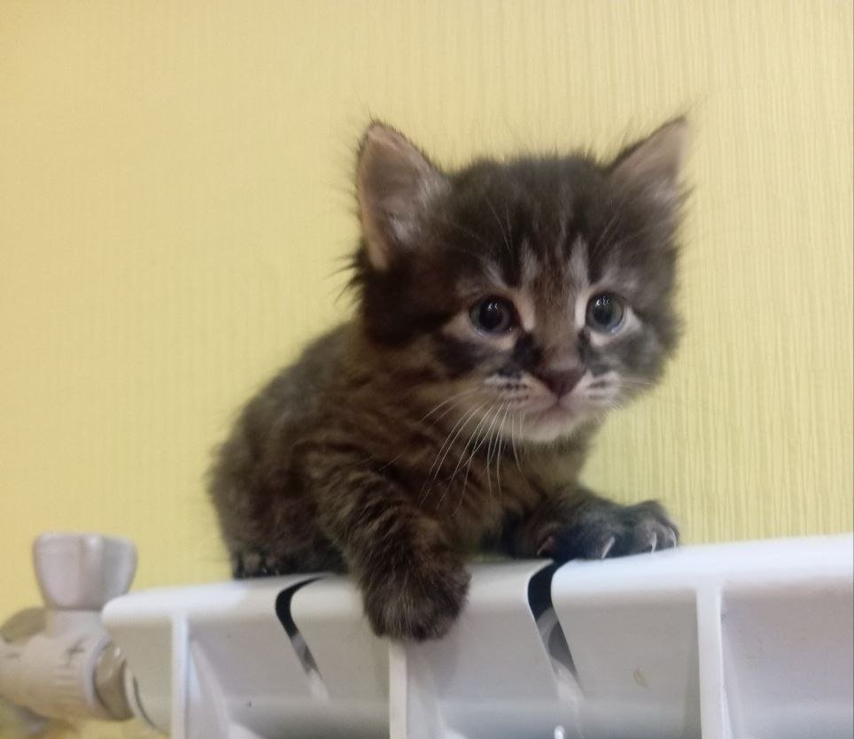 Сметана и кошки: вкусное лакомство или скрытая угроза ИА Stavropol.Media