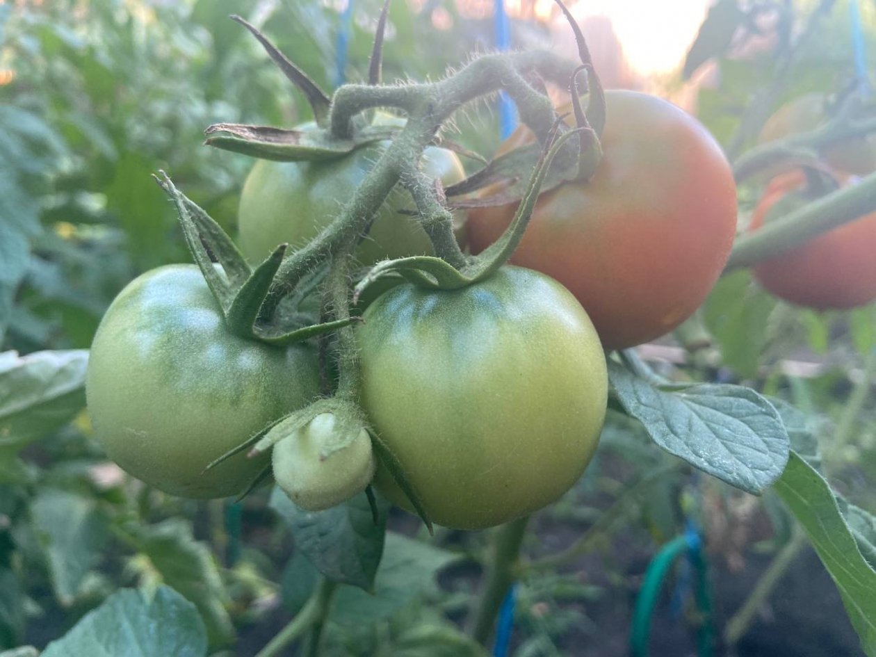 Когда на самом деле сеять томаты на рассаду: селекционер назвал единственную удачную дату в марте ИА KrasnodarMedia