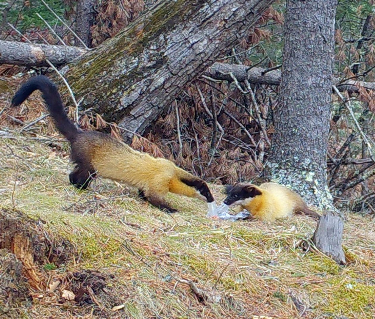 Харзы нашли забытые SD-карты в заповеднике Приморья Пресс-служба национального парка &quotЗемля леопарда&quot