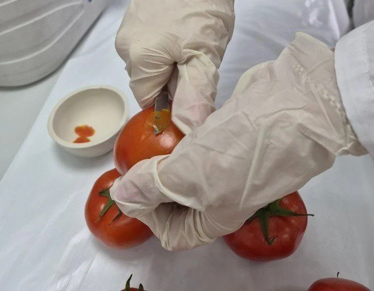 Карантинное заболевание выявили в томатах из Китая пресс-служба ФГБУ &quotАПК НАЦРЫБА&quot