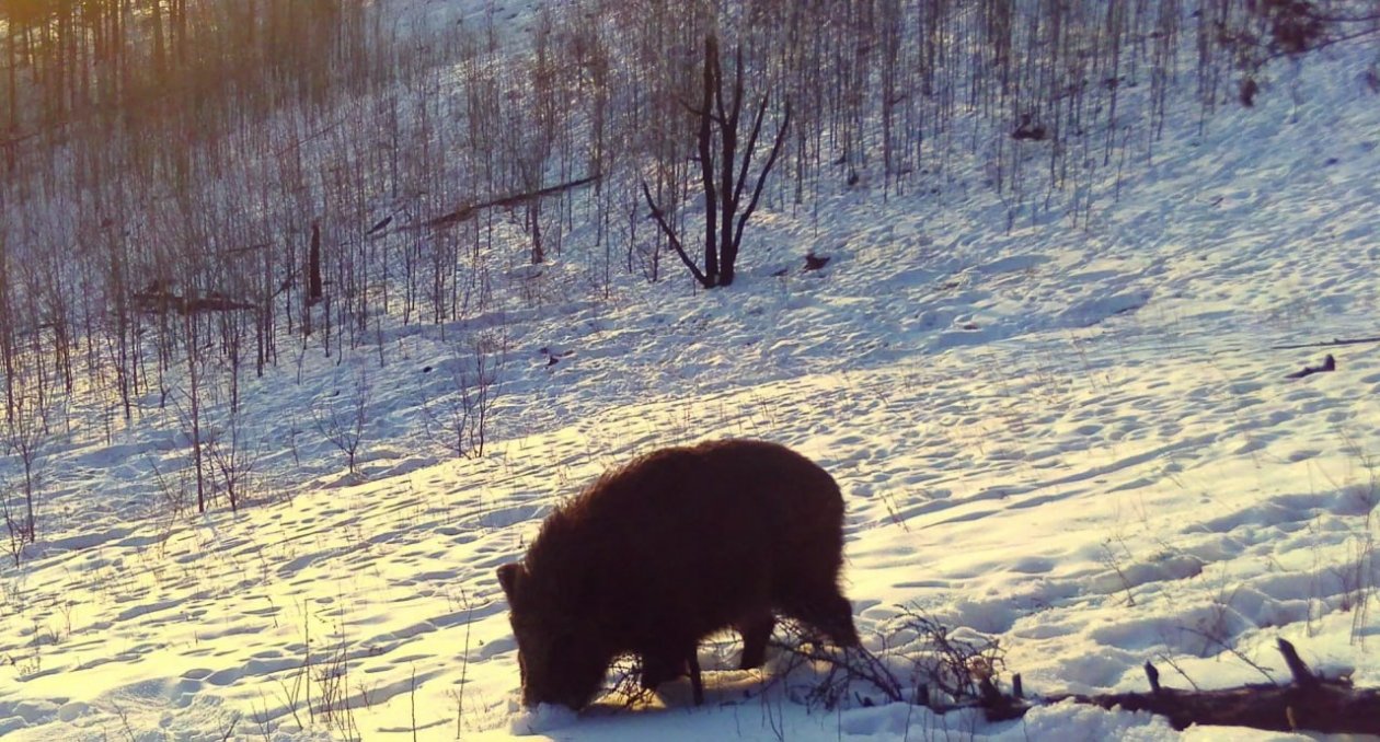 Кабан тг-канал (18+) Минприроды Забайкалья