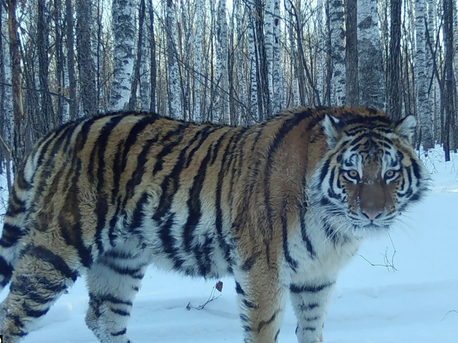 Тематическое фото Сайт Управления охотничьего хозяйства правительства Хабаровского края