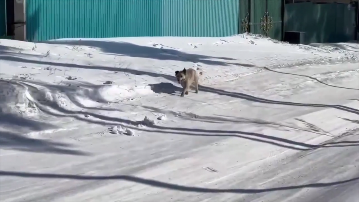 Собака сорвалась с цепи напала на женщину в Улан-Удэ администрация г. Улан-Удэ