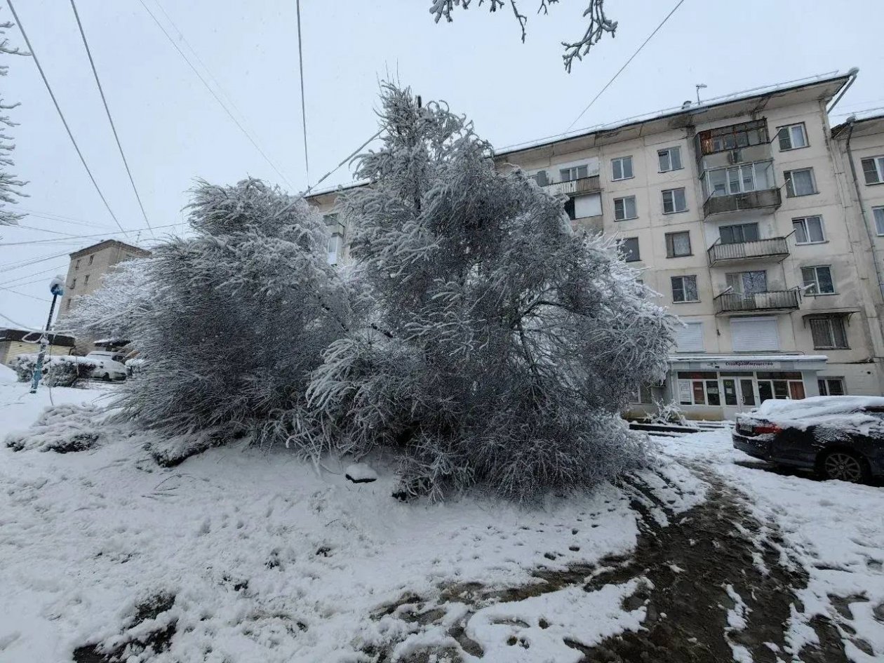 Четыре дерева рухнули ночью из-за сильного снегопада в Кисловодске Соцсети главы Кисловодска Евгения Моисеева