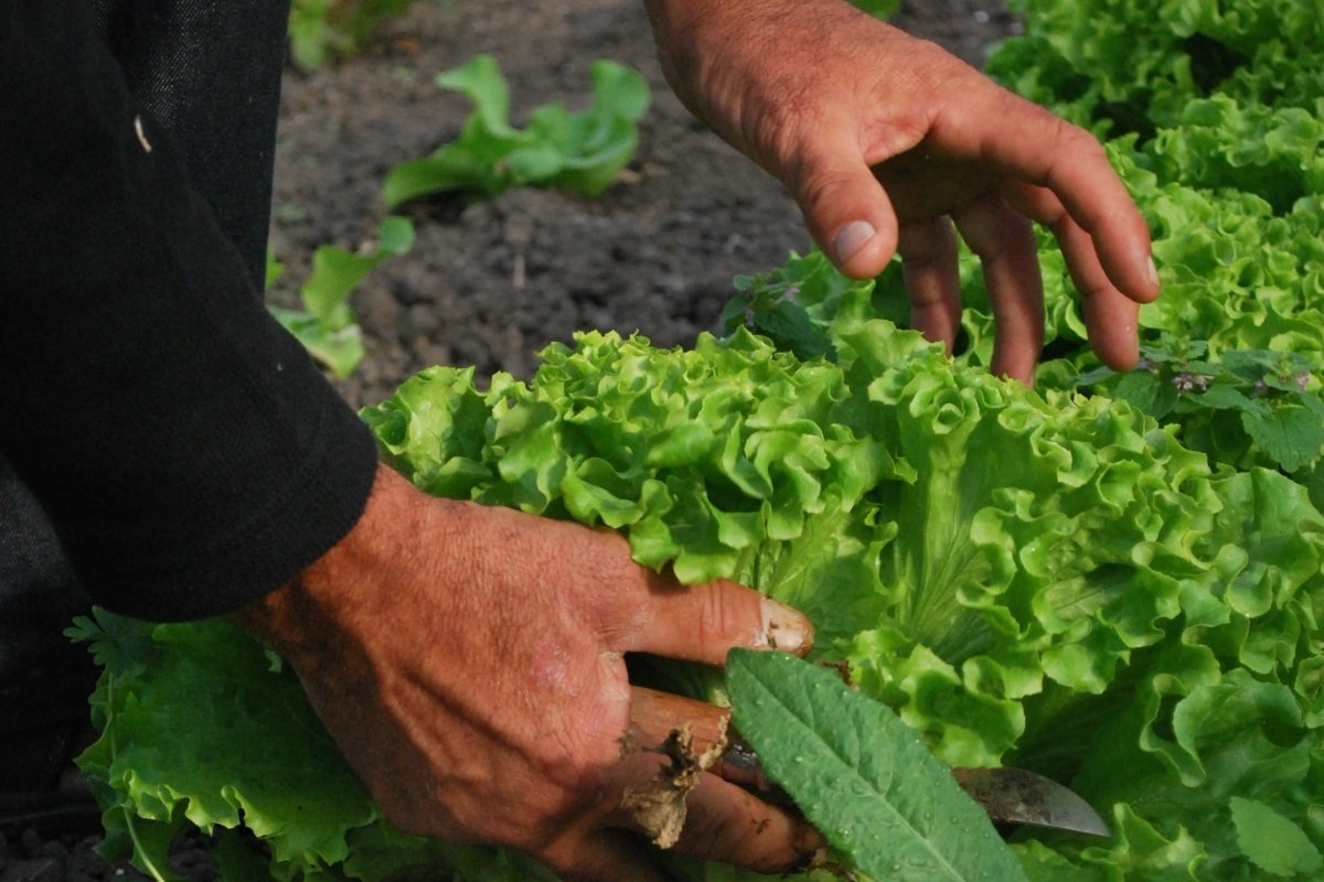 Тематическое фото pxhere.com