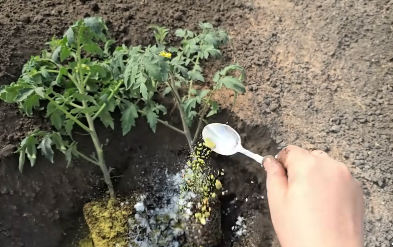 Сыпем 2 ложки в лунку - перцы сладкие и не болеют: до 30 плодов с куста скриншот видео с youtube-канала &quotСадоводство с Еленой&quot (12+)