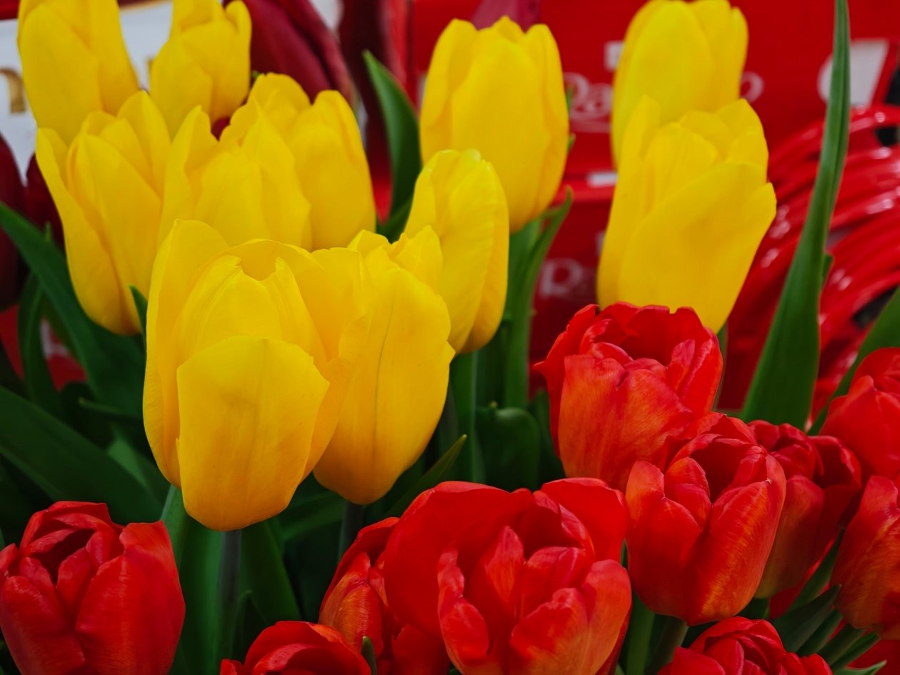 Тюльпаны Анастасия Вострецова, корр. ИА AngarskMedia