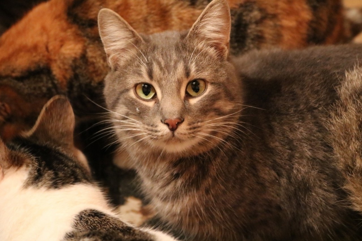 Сергей Сергеевич Из архива Е. Воиновой