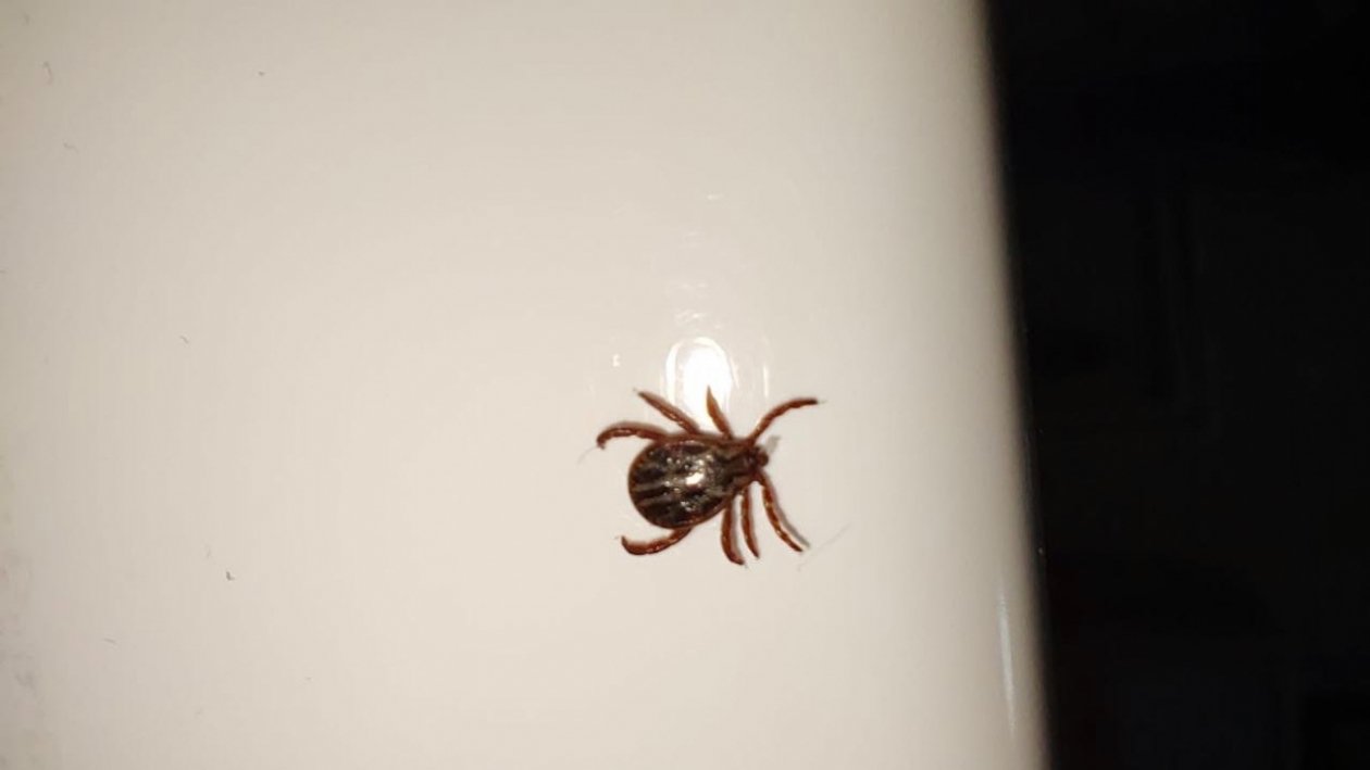 Клещ Автора