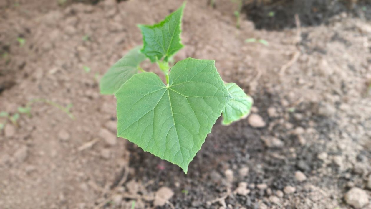 Огурцы Автора