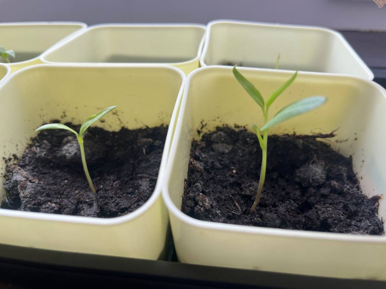 Рассада Артем Дубенчук