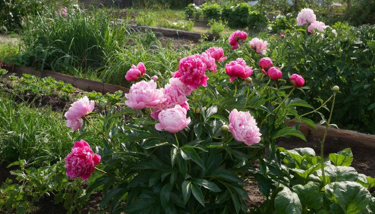 Изображение GigaChat (18+)