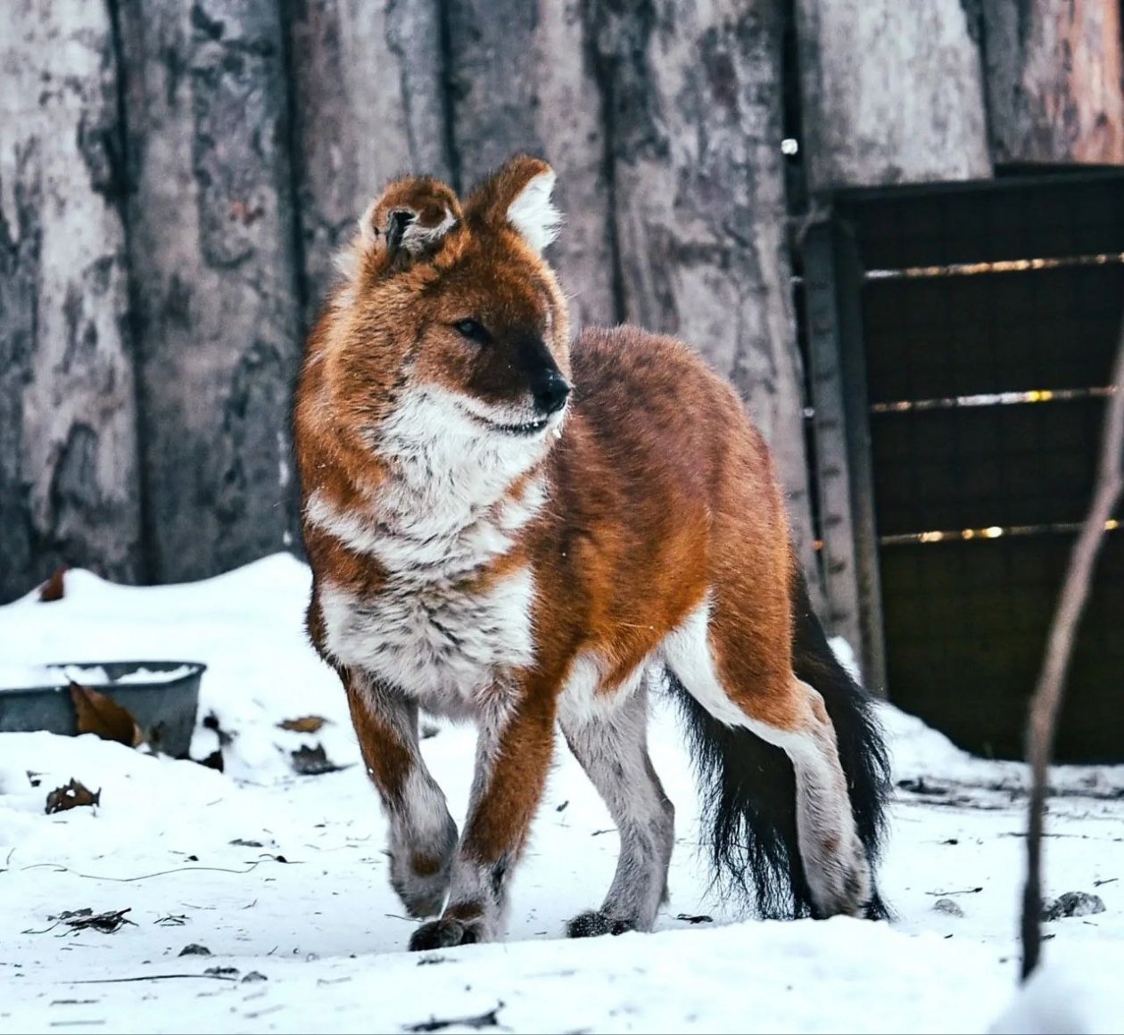 Тематическое фото Зоосад &quotПриамурский&quot