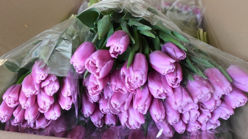 Тюльпаны пресс-служба Приморского межрегионального управления Россельхознадзора