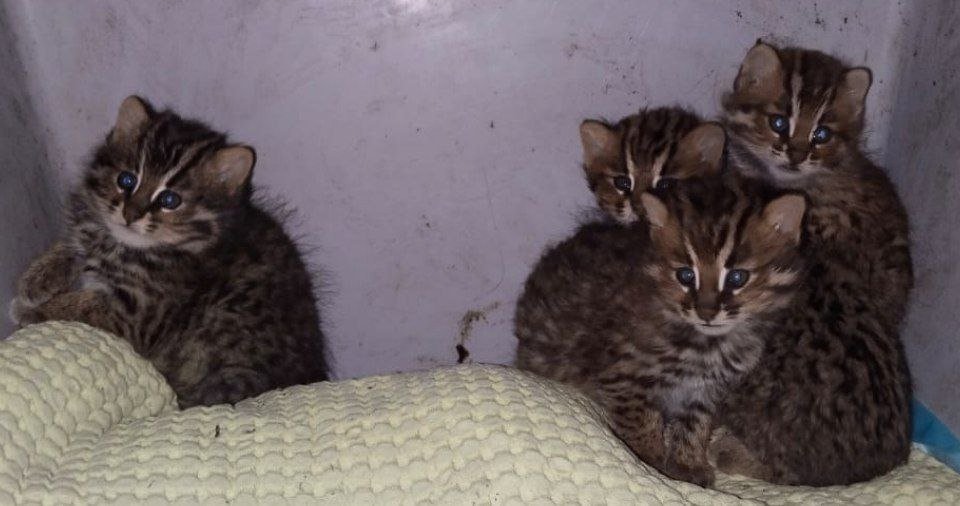 Еще маленькие лесные котята Пресс-служба Центра &quotТигр&quot