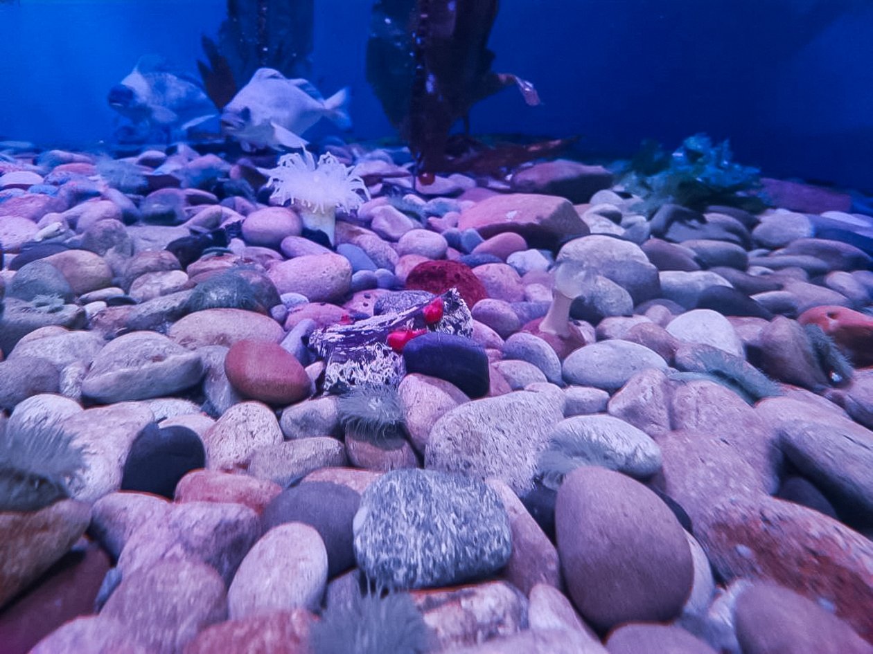 Детеныши пурпурных асцидий Пресс-служба Приморского океанариума