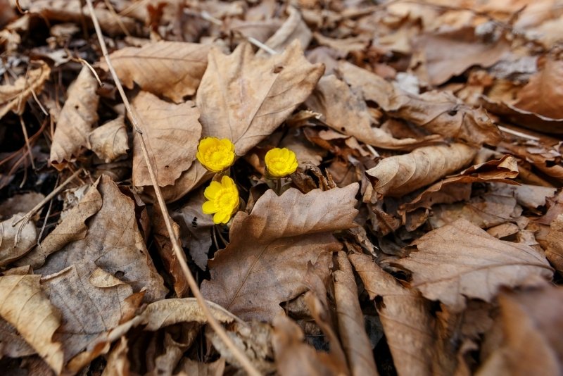 На Кубань надвигается циклон с дождями и ветром Александр Хитров