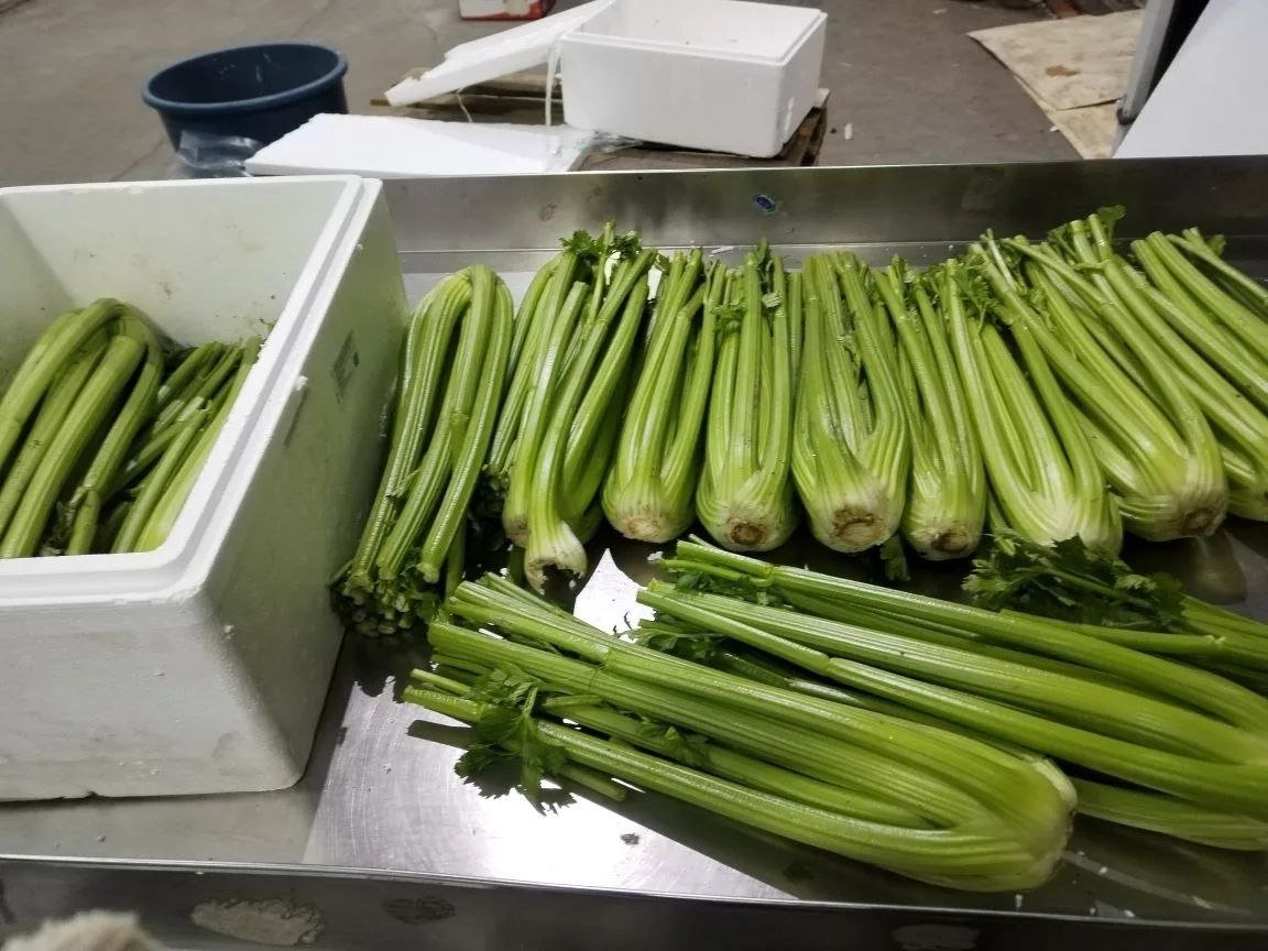 Сельдерей Управления Россельхознадзора по Забайкалью