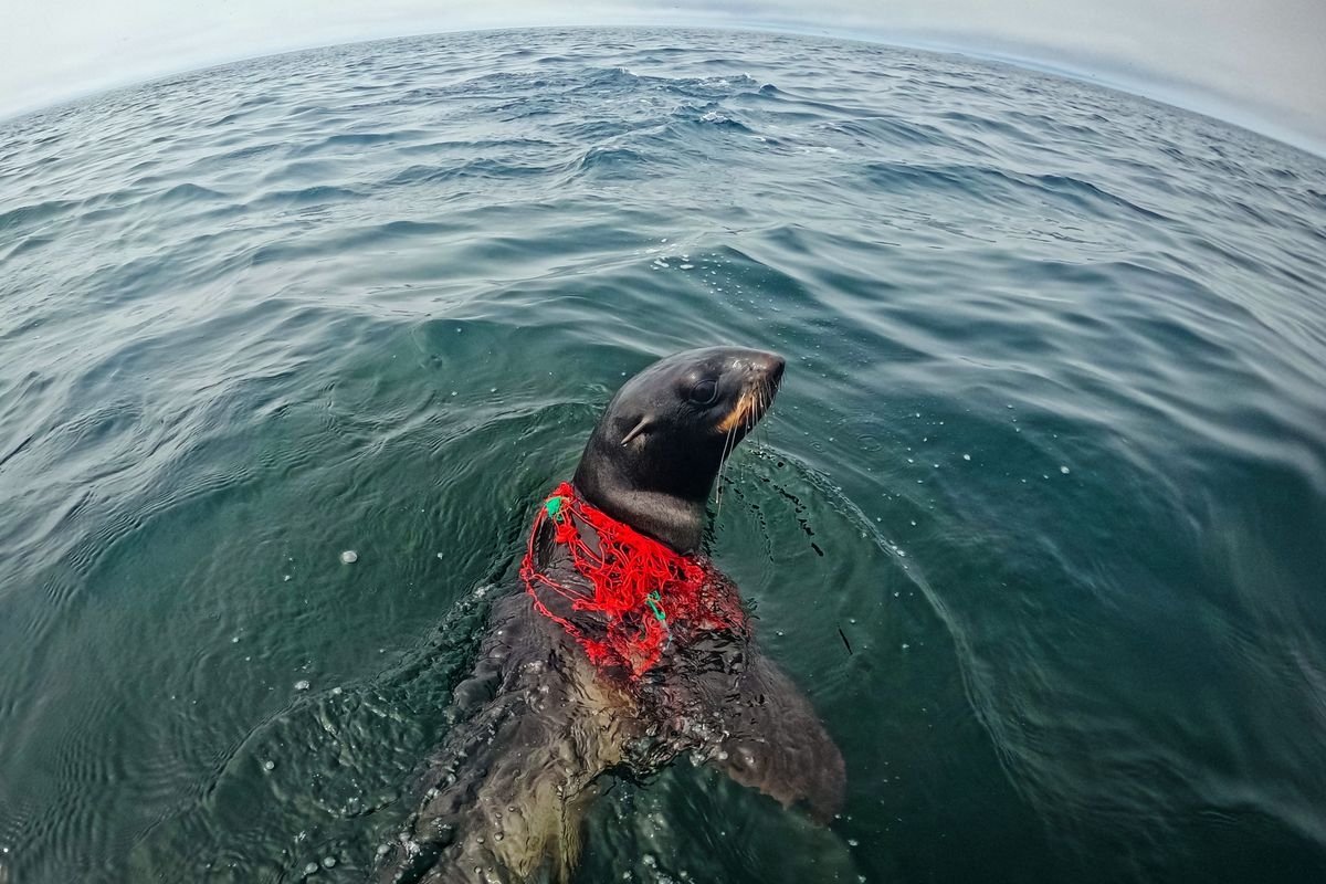 Запутанный тюлень ТГ-канал (18+) Друзья Океана