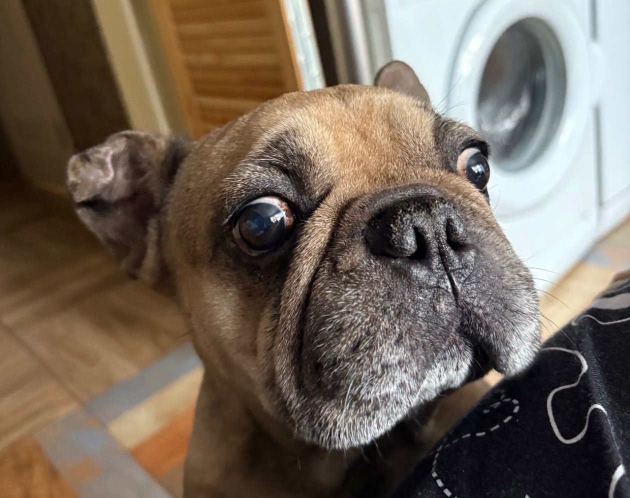 Хотите завести французского бульдога? 4 важных момента от реальных хозяев ИА Stavropol.Media