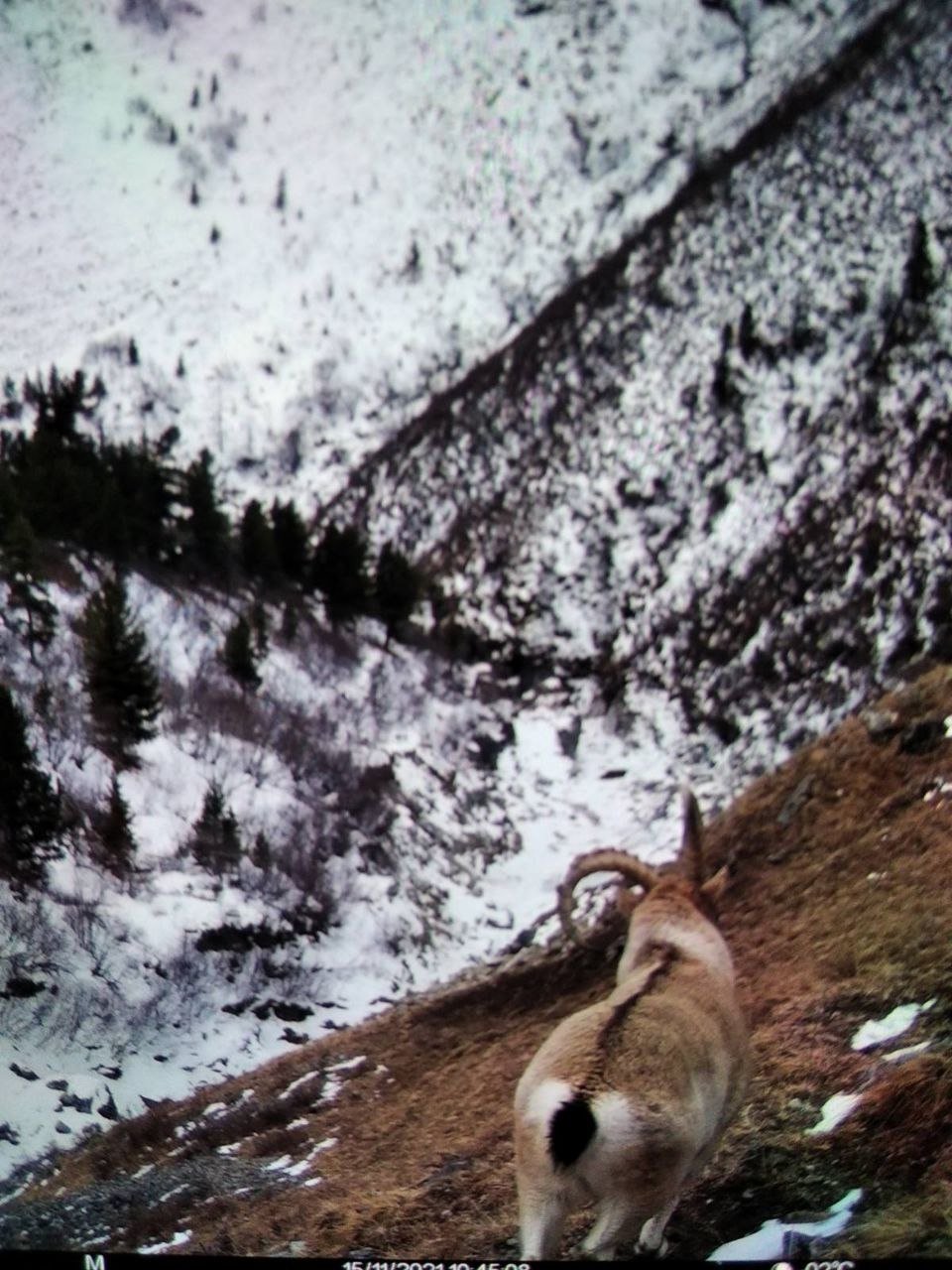 Горного козла охраняют национального парка &quotТункинский&quot
