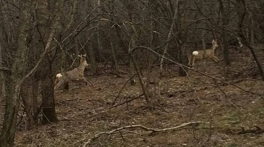 На Ставрополье стартовал ежегодный подсчёт диких животных с помощью тепловизоров минприроды